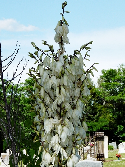 {Yucca gloriosa}